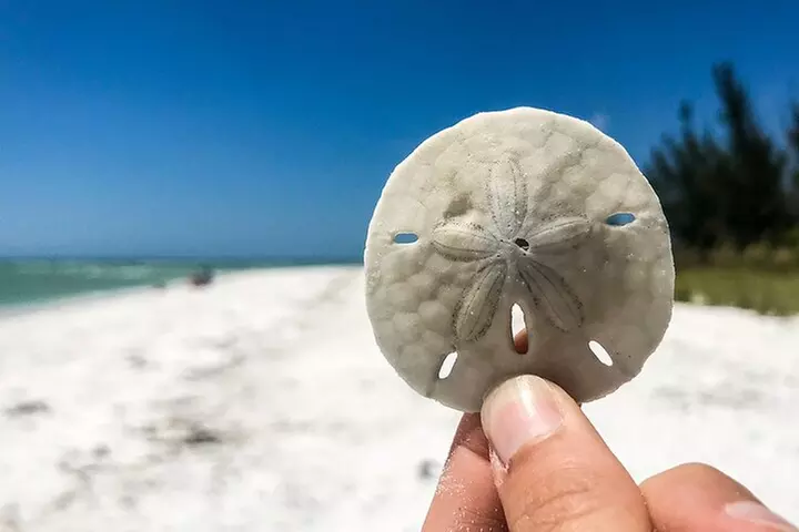 Dolphin and Shelling Cruise for up to 12 people