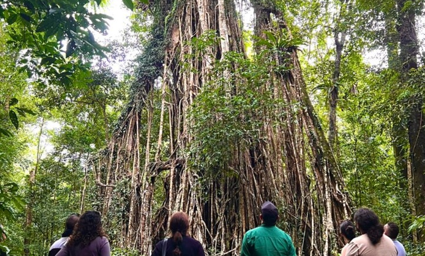 Image 4: Half Day Aboriginal Tour with Cathedral Fig and Lake Barrine