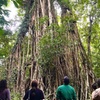 Image 4: Half Day Aboriginal Tour with Cathedral Fig and Lake Barrine
