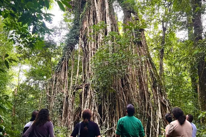 Half-Day Aboriginal Tour Atherton Tablelands - Image 4