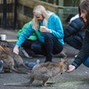 Image 3: Small Group Blue Mountains Wildlife and Bushwalk Tour From Sydney