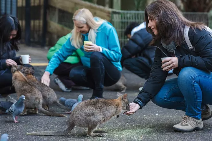Exclusive Blue Mountains Wildlife and Bushwalk Tour From Sydney
