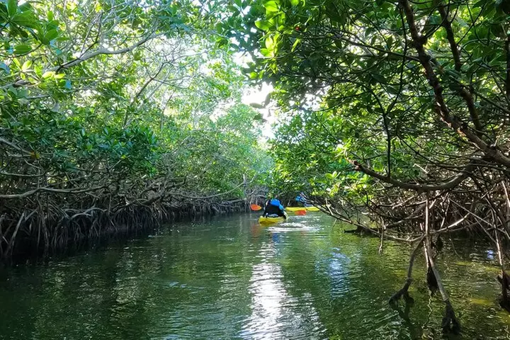 Mangrove Tunnel Kayak Adventure in Key Largo