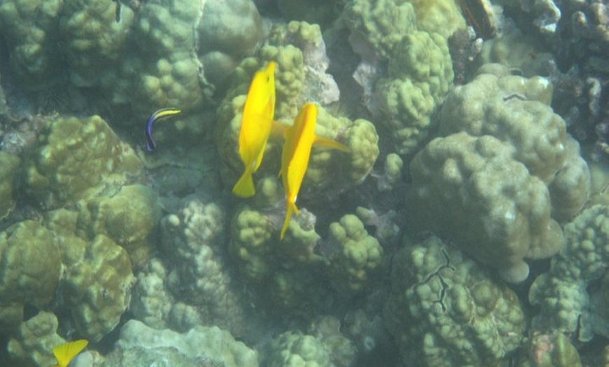 Image 2: Kealakekua Bay Morning Snorkel to Captain Cook Monument