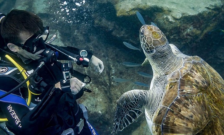 Image 5: Descubre la aventura del buceo en Tenerife