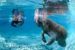3 hours Manatee Swim Tour in Florida - Second Medium