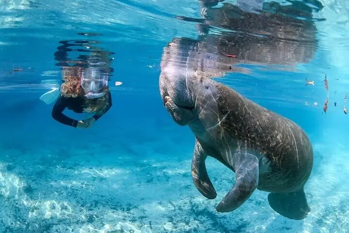 3 hours Manatee Swim Tour in Florida