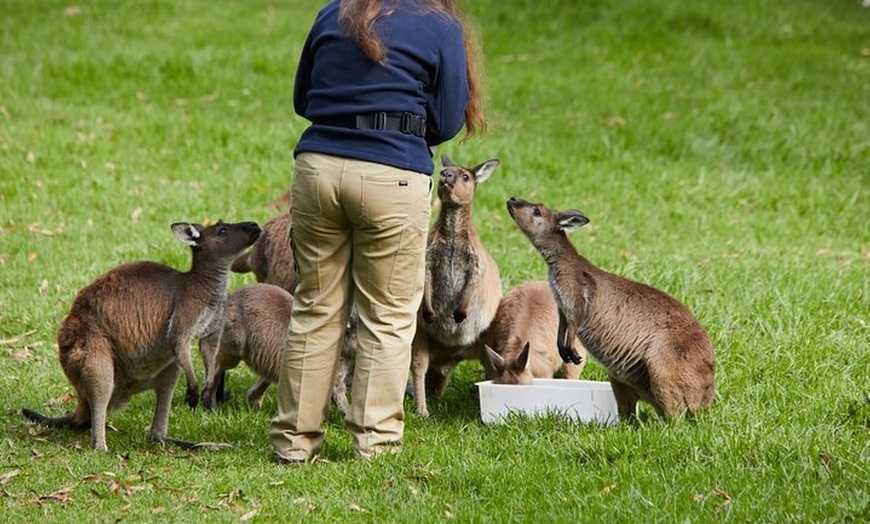Image 3: Puffing Billy Train&Healesville Sanctuary&Yarra Valley Wine Tour