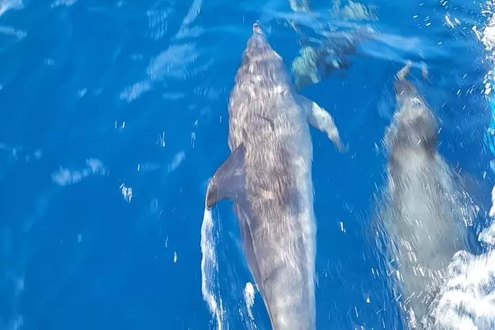 Private Dolphin Watch and Sunset Boat Tour Port Aransas Texas