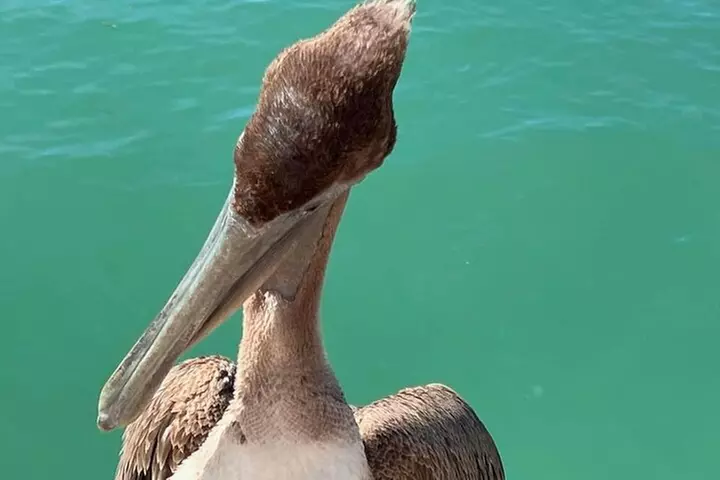 Explore the waters of Anna Maria Island on a private 3hr charter