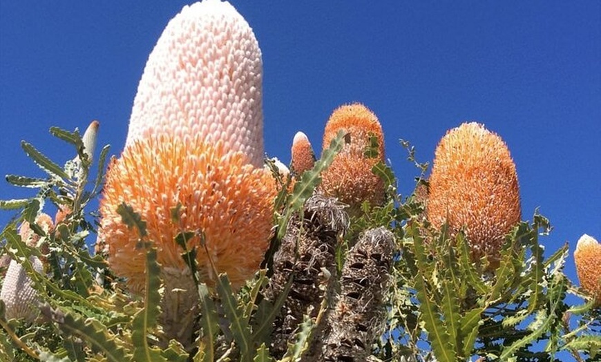 Image 5: 6 Hours Pinnacles Express Tour