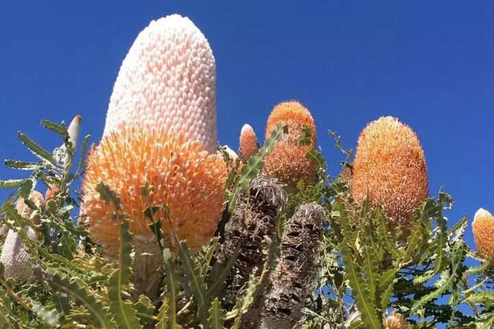 6 Hours Pinnacles Express Tour - Image 5