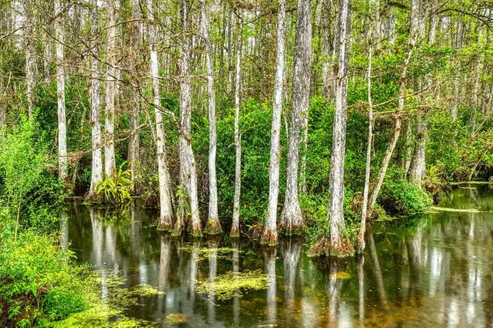 Big Cypress National Preserve Self Guided Driving Audio Tour
