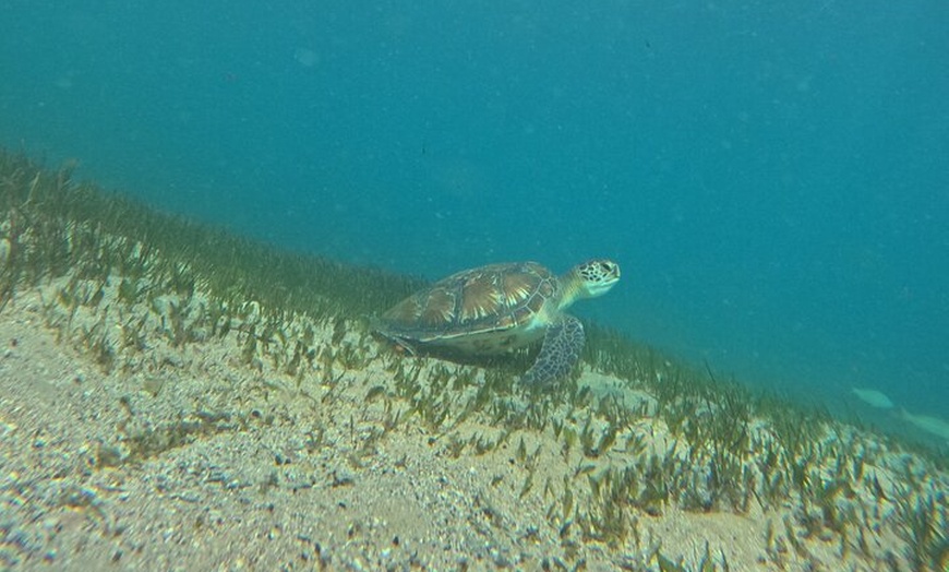Image 6: Open Group Snorkelling Experience