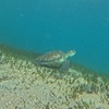 Image 6: Open Group Snorkelling Experience
