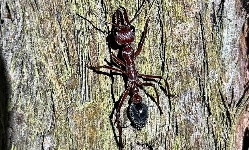 Image 30: Sydney Guided Wildlife Walk Explore Birds and Nature