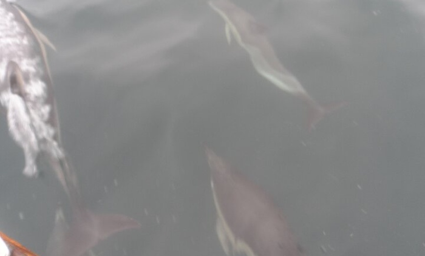 Image 7: Private Boat Tour from Helford River