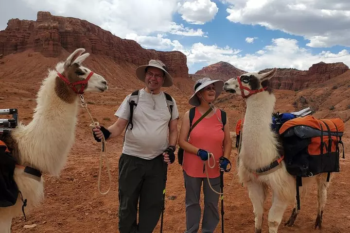 1-Hour Llama Hike Family Friendly and Fun