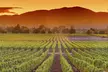 Napa Valley Wine Safari Tour Explore Wine Country's Hidden Gems - Second Medium