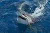 5-Hour Private Sportfishing Charter in Fort Lauderdale
