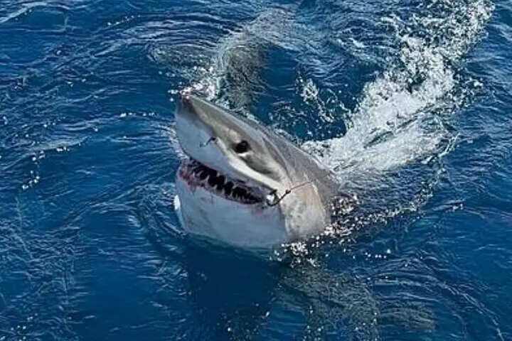 6-Hour Private Sportfishing Charter in Fort Lauderdale