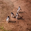 Image 7: Phillip Island Direct Tour Penguin Parade and Coastal Views