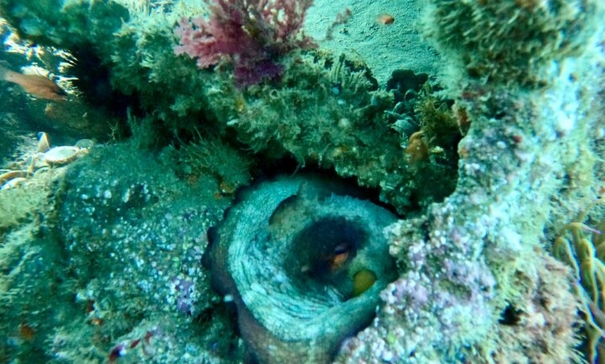 Image 7: Tour Privado en Barco con Tobogán Snorkel y Actividades
