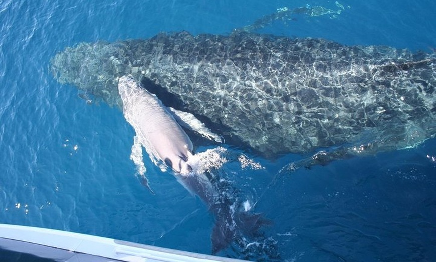 Image 11: Whale Watching Cruise from Redcliffe, Brisbane or the Sunshine Coast