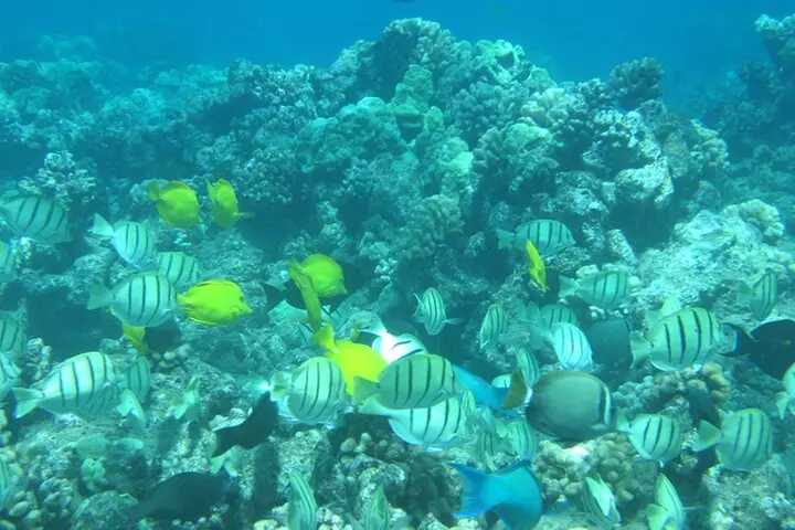 Honolua Bay Snorkel Sail from Lahaina - Primary Image
