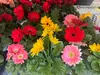 $25 For $50 Towards plants