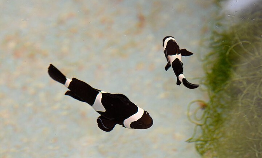 Image 8: One Hour Coral Farm Tour, Discover Australia's Marine Life