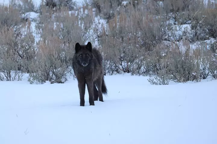 Yellowstone PRIVATE Winter SAFARI and Wolf Watching