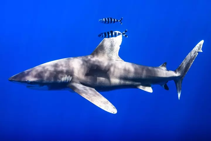 Kaimana Ocean Safari