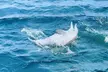 Daily Dolphin Cruise + Sightseeing Tour on Pensacola Beach - Second Medium