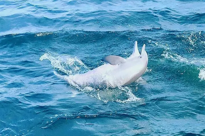 Daily Dolphin Cruise + Sightseeing Tour on Pensacola Beach