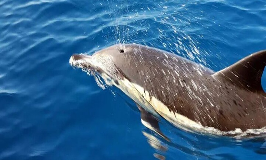 Image 18: Avistamiento de Delfines y Baño en Playa de Papagayo Lanzarote