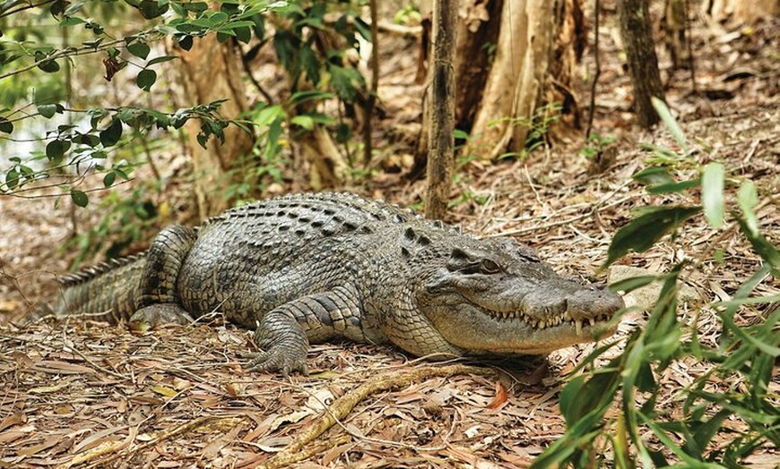 Image 4: Cairns Cruise Ship Shore Excursion Crocodile and Wildlife Park
