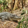 Image 4: Cairns Cruise Ship Shore Excursion Crocodile and Wildlife Park
