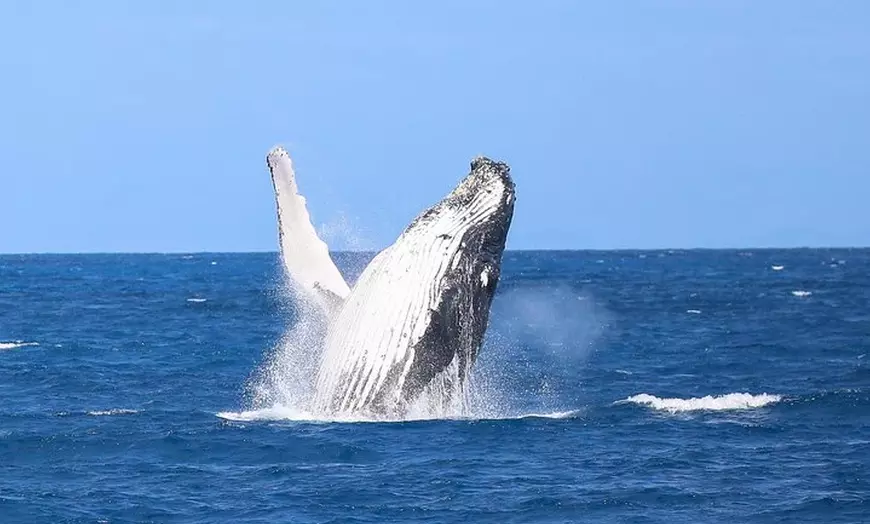 Image 1: Whale Watching Tour & Fitzroy Island From Cairns