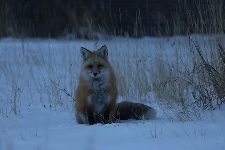 Yellowstone PRIVATE Winter SAFARI and Wolf Watching
