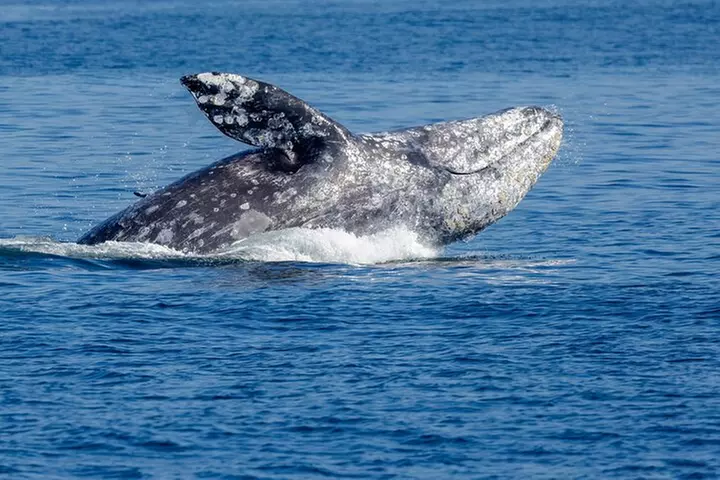 Whale Watching & Wildlife Tour, Seattle Pier 69 - Primary Image