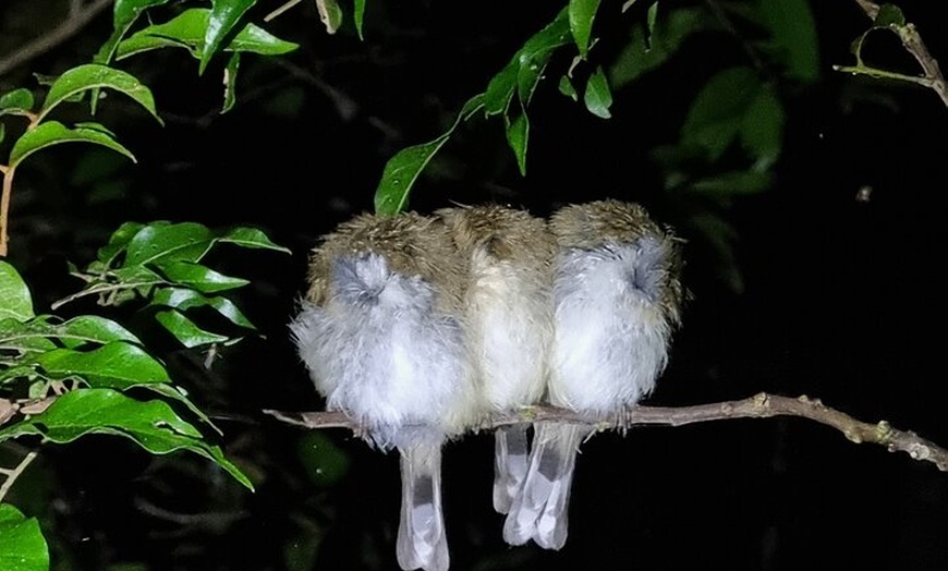 Image 11: Glow Worms - Nocturnal Rainforest/Waterfall Adventure