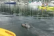 Discovery Point Kayak Tour - Second Medium
