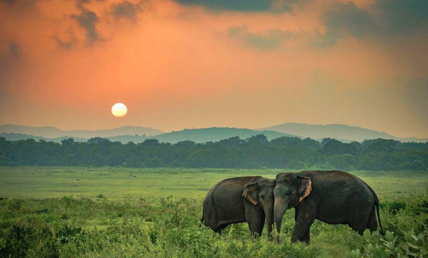 Image 31: ✈ SRI LANKA | Yala - Hilton Yala Resort 5*, 5 nuit - Tout inclus