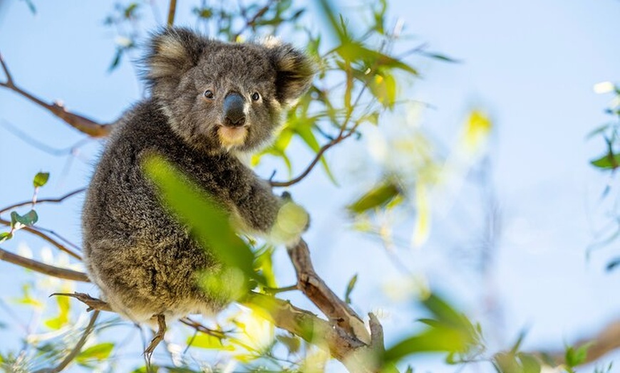 Image 3: Port Lincoln and Coffin Bay Day Tour