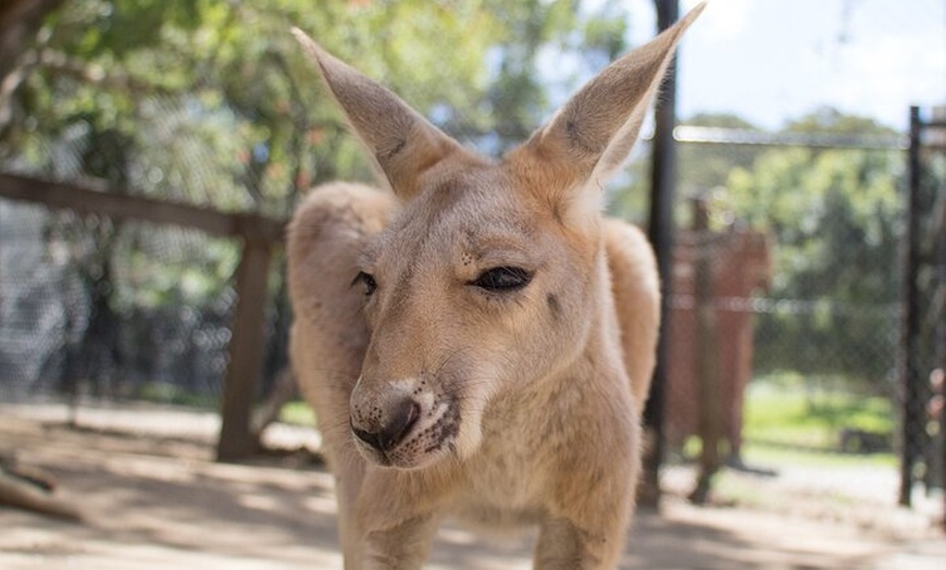 Image 16: Currumbin Wildlife Sanctuary General Entry Ticket