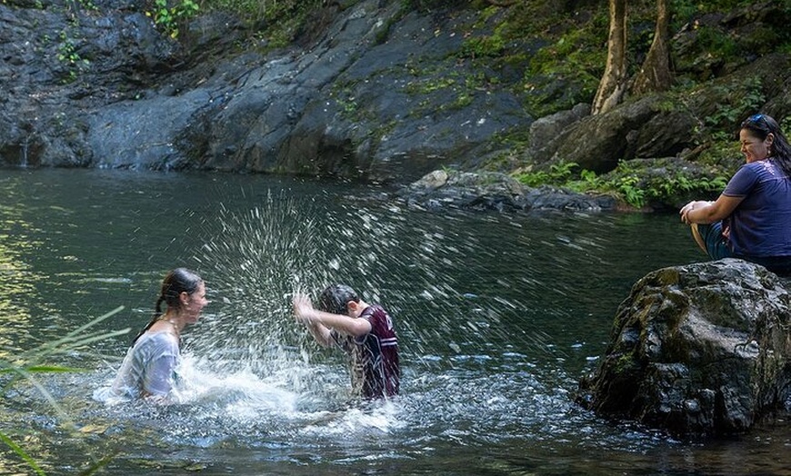 Image 9: UTV 4wd Cassowary Falls and Daintree Rainforest Adventure tour