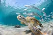 Snorkel Tours to Shallow Coral Reefs at Pennekamp Underwater Park - Second Medium