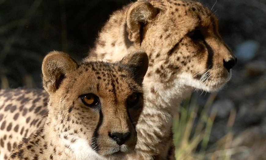 The Living Desert - The Living Desert | Groupon