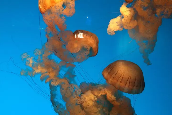 Cannery Row is more than just the Monterey Bay Aquarium!